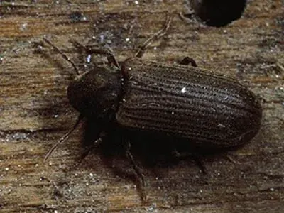 Brocas de Madeira