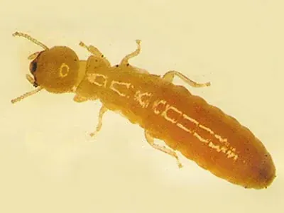 Cupim de Madeira Seca