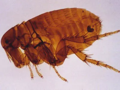 Pulga